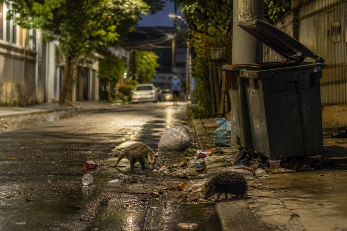 Primavera aumenta movimento de animais silvestres nas cidades