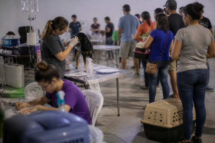 CastraPet atende 145 animais em Paranavaí