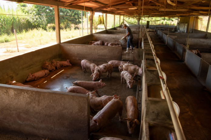 Porco consome 260 a 280 kg de ração até atingir 120 kg no abate