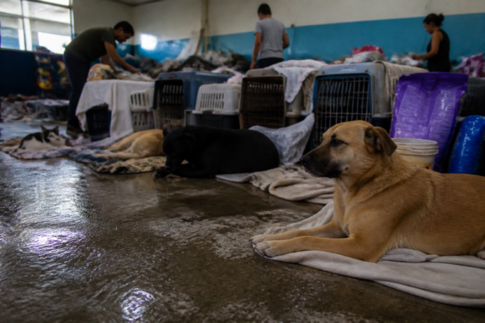 União da Vitória recolhe doações para animais resgatados nas enchentes