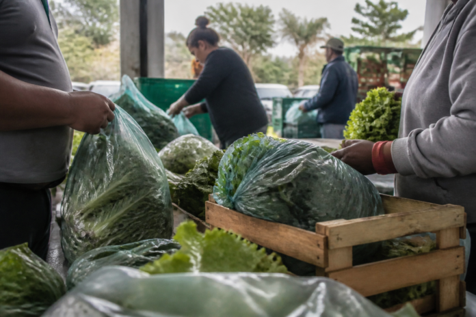 Agricultor doa 1 tonelada de verduras ao Banco de Alimentos de Umuarama