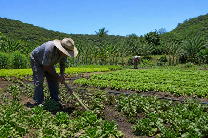 Campo Largo abre microcrédito de até R$ 20 mil para agricultores familiares