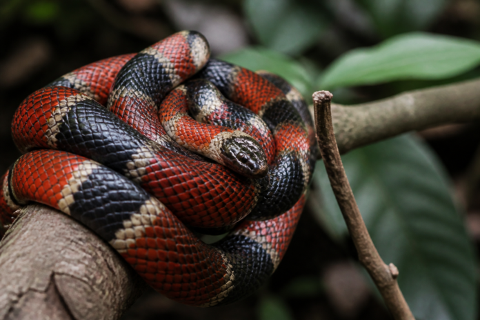 Cobra-coral é capturada no Jardim Itália II e devolvida à mata