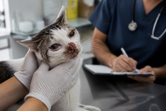 Foz registra 207 casos de esporotricose em animais