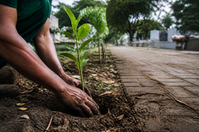 Rolândia planta 100 árvores no Cemitério Municipal para revitalizar o espaço