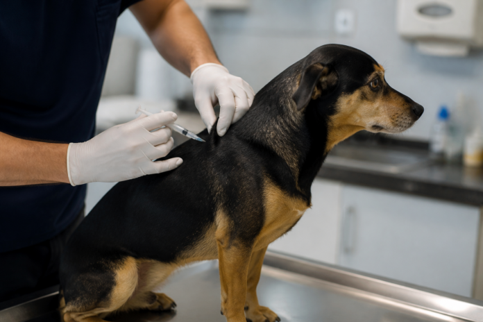 Curitiba ainda tem vagas para vacinar cães e gatos de graça