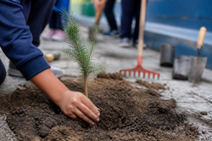 Escola Serra dos Dourados encerra projeto ambiental com plantio de araucária