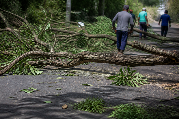 Voluntários removem árvore caída na Rua Clotário Portugal após temporal em Apucarana