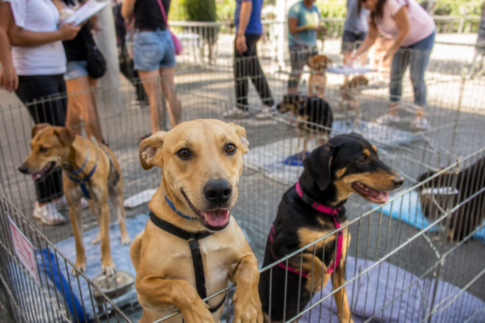 Irati promove feira de adoção neste sábado após resgatar 15 animais