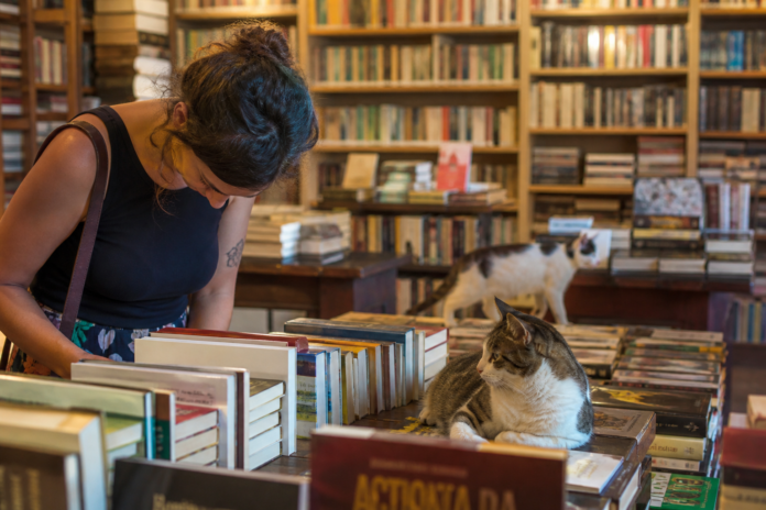Romeu e Chico: os gatos que viram clientes do sebo no centro de Maringá