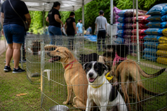 Francisco Beltrão realiza 4ª Pet Day com feira de adoção e arrecadação de ração