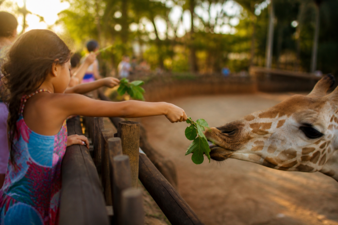 Zoo Park Foz prepara Dia de Cuidador para crianças em 11 de outubro