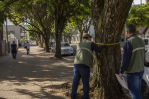 Arborizacao urbana em rua de bairro