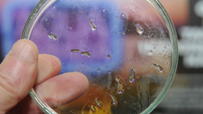 Arapongas tem 50 casos confirmados de dengue e 1 de chikungunya