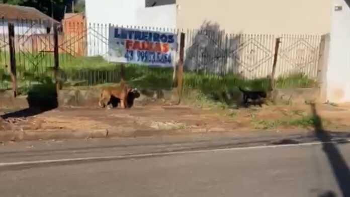 Tutor é multado em mais de R$ 3,5 mil por manter cães soltos no Jardim Primavera