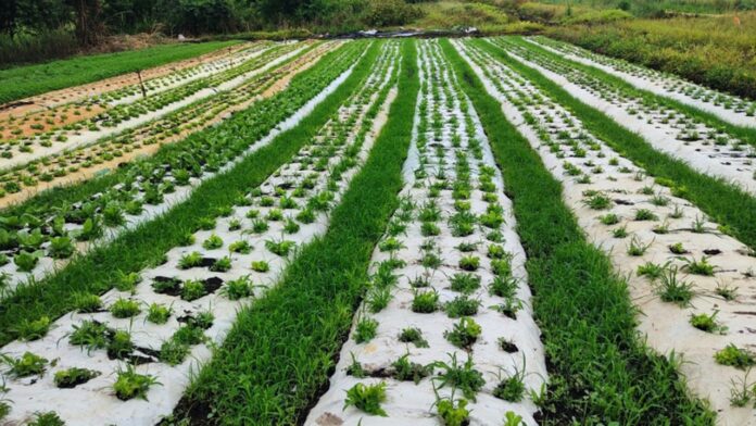 Campo Mourão abre microcrédito rural com juros zero para agricultores familiares