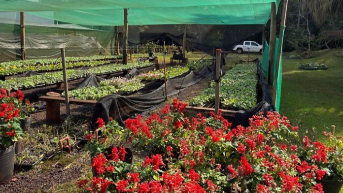 Campo Mourão tem 50 mil mudas no viveiro municipal para arborizar a cidade