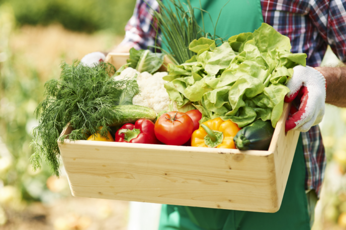 Araucária abre inscrições para representantes da sociedade civil no conselho de alimentação
