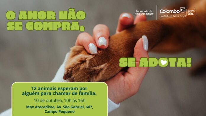 Colombo promove feira de adoção com 12 cães no Campo Pequeno