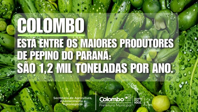 Colombo é o 4º maior produtor de pepino do Paraná com 1.220 toneladas anuais