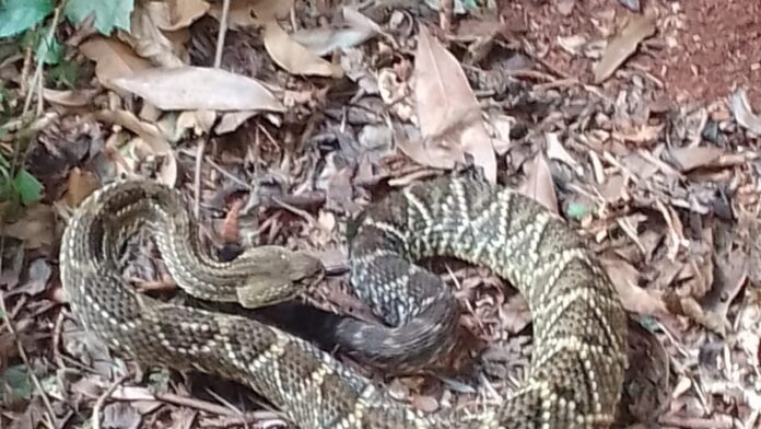 Parque Nacional do Iguaçu alerta sobre serpentes nas trilhas em época de reprodução
