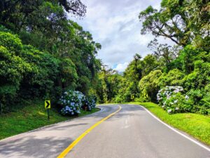 Mata atlântica e hortênsias na Serra do Mar do Paraná