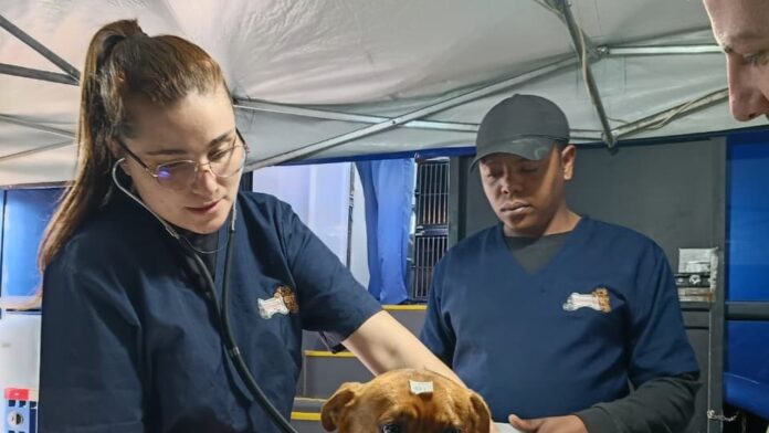 União da Vitória castrou 262 cães e gatos em ação gratuita