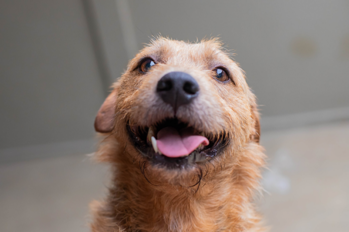 Curitiba adota 24 animais em setembro, campanha segue com totens em shoppings