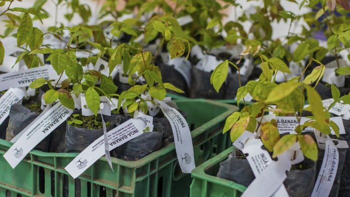 Curitiba distribui 10 mil mudas de árvores frutíferas a partir de 18 de outubro