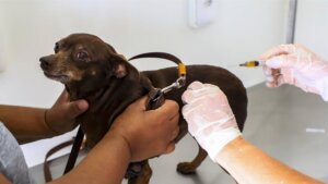 Curitiba abre agendamentos para vacinação gratuita de cães e gatos em novembro