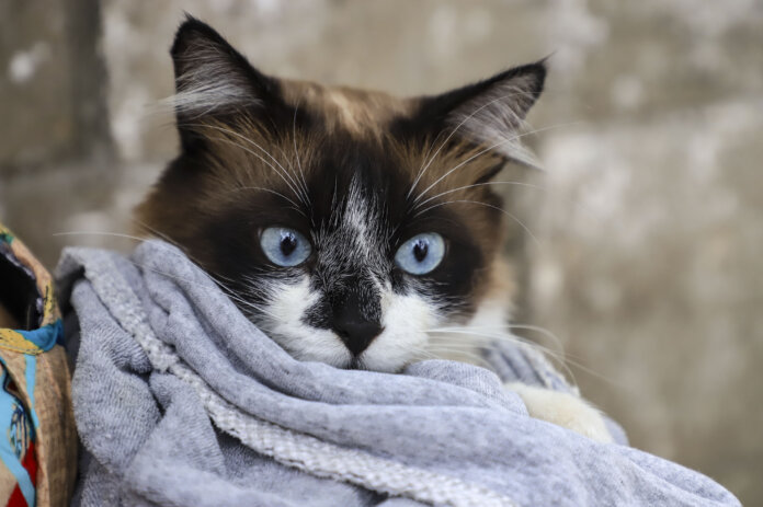 Curitiba abre agendamentos para vacinação gratuita de cães e gatos em novembro