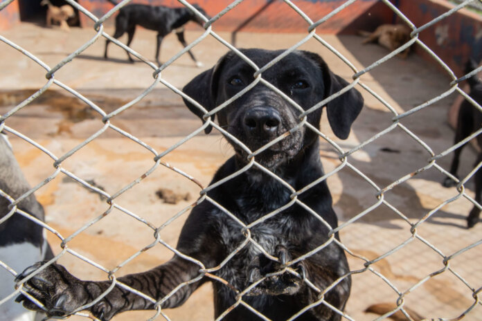 Apucarana promove feira de adoção de cães e gatos neste sábado