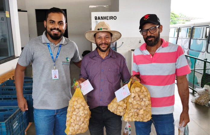 Seminário de alho em Umuarama reúne produtores para dicas de produção