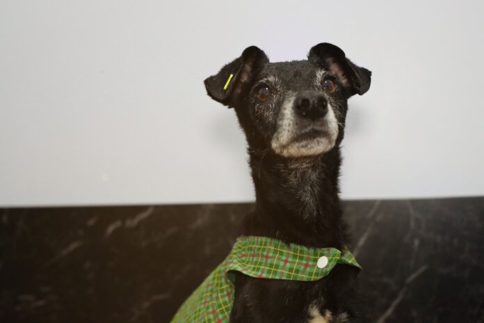 Cascavel abre programa para acolher cães e gatos resgatados de maus-tratos