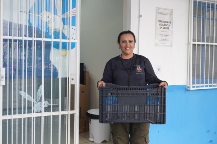 Londrina expande uso de mosquitos contra dengue para 47 bairros