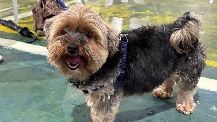 Vet Móvel atende 479 animais em Pontal do Paraná com vacinação grátis