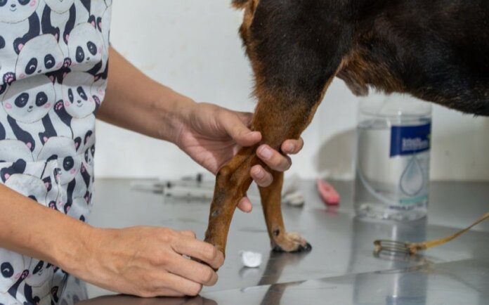 Paranaguá vacina cães e gatos contra raiva em mutirão nos dias 14, 15 e 16