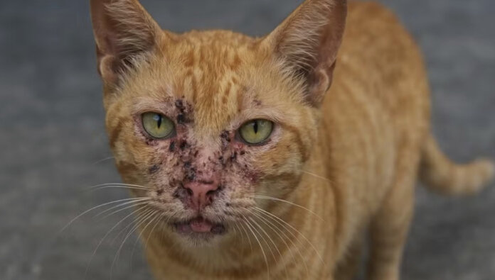 Paranaguá alerta sobre esporotricose em gatos, doença tem tratamento gratuito