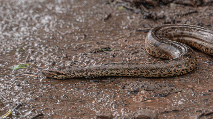 Sucuri-verde resgatada em Guaíra é devolvida à natureza