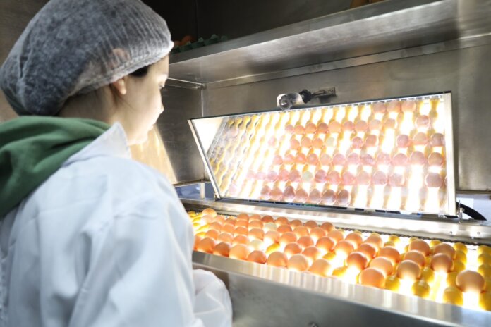 Guarapuava inaugura máquina classificadora de ovos para pequenos produtores
