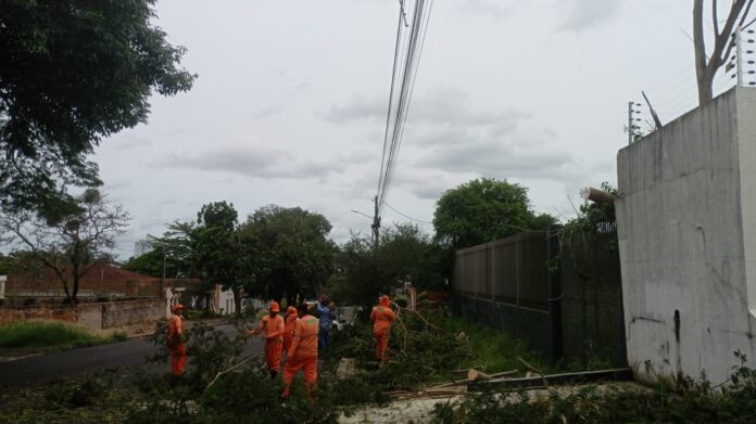 Temporal derruba árvores em 40 pontos de Foz do Iguaçu, 35 já foram removidas