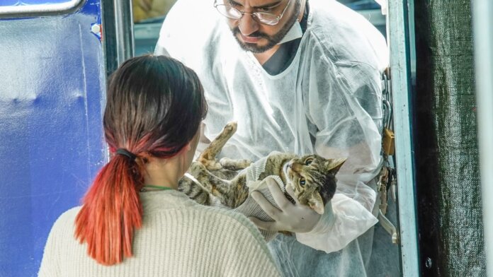 Colombo castra 246 cães e gatos em mutirão gratuito no Atuba