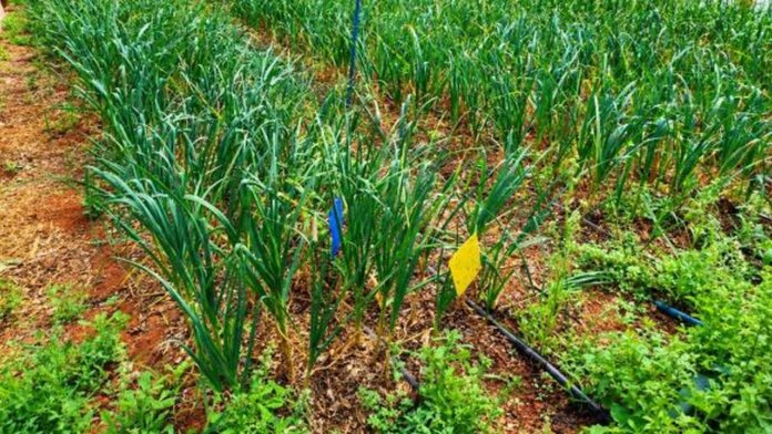 Noroeste do Paraná expande área de cultivo e reforça produção de alho