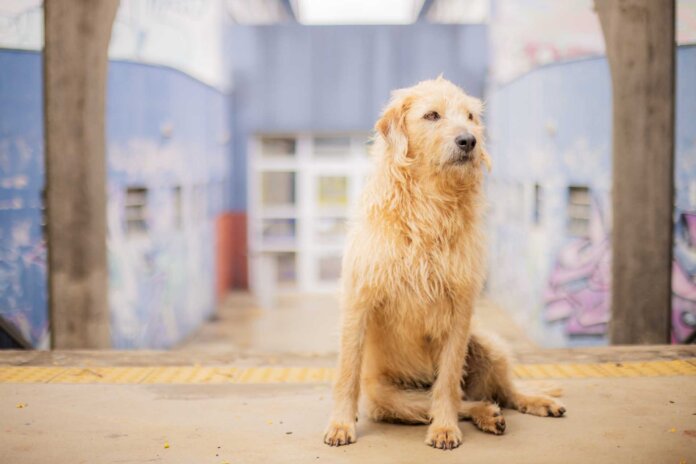 UEPG regulamenta presença de cães e gatos nos campi da universidade
