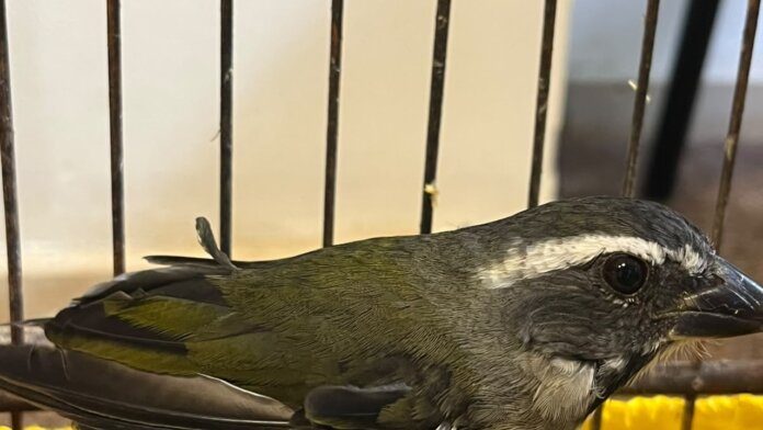 São José dos Pinhais apreende seis aves silvestres mantidas ilegalmente em gaiolas