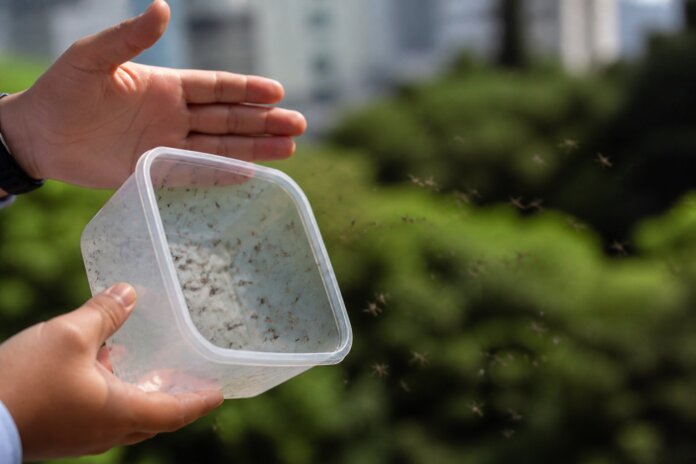 Cambé libera mosquitos com bactéria contra dengue em 21 bairros