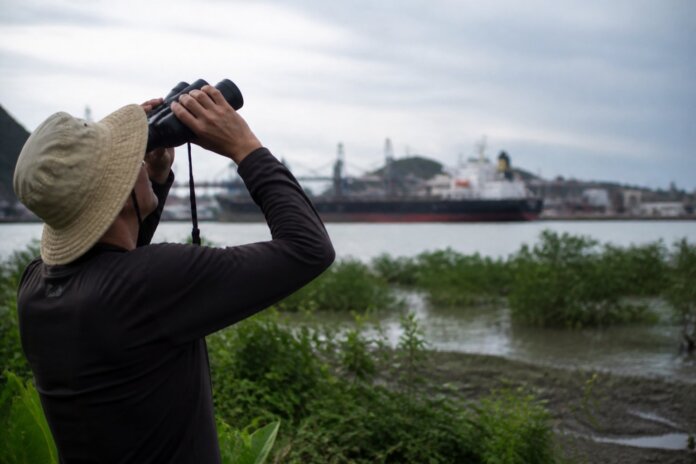 Porto de Paranaguá monitora quase 25 mil aves de 149 espécies