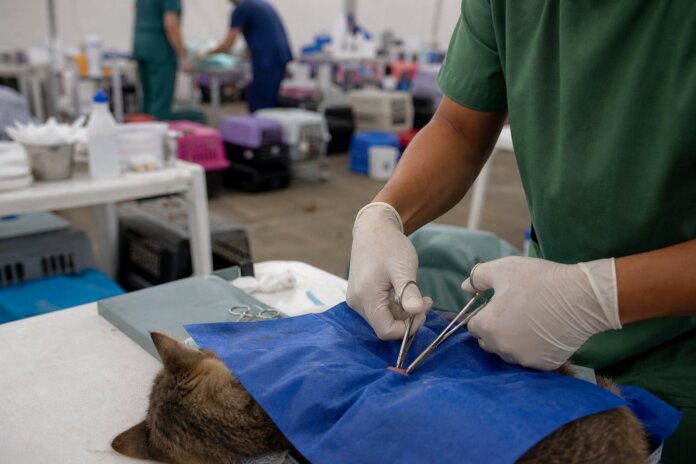 Palmas realiza mutirão de castração de animais neste sábado