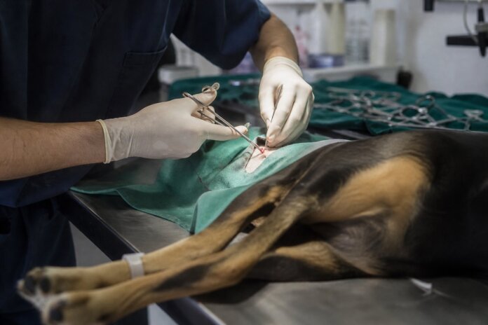 São José dos Pinhais faz mutirão de castração de cães e gatos de 19 a 23 de outubro