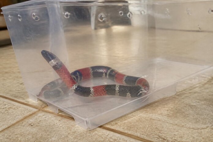 Cobra-coral é encontrada dentro de casa no São Francisco, em Toledo